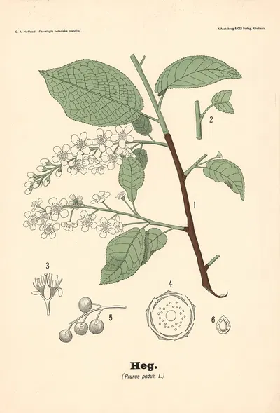 Heg. (Prunus padus, L.) by Olaf Alfred Hoffstad, 1899 — digital art print download