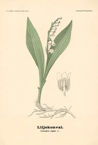 Liljekonval. (Convallaria majalis, L.) by Olaf Alfred Hoffstad, 1899 — digital art print download