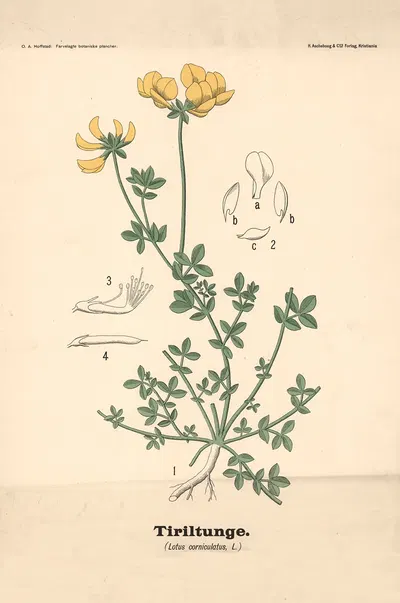 Tiriltunge. (Lotus corniculatus, L.) by Olaf Alfred Hoffstad, 1899 — digital art print download