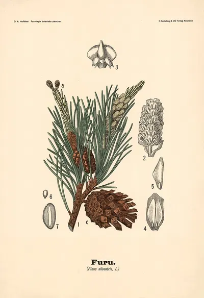 Furu. (Pinus silvestris, L.) by Olaf Alfred Hoffstad, 1899 — digital art print download