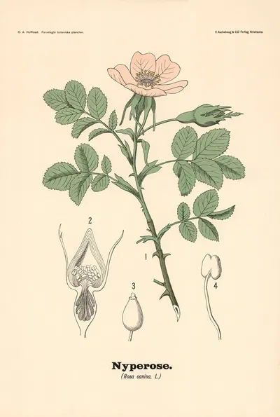Nyperose. (Rosa canina, L.) by Olaf Alfred Hoffstad, 1899 — digital art print download