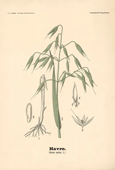 Havre. (Avena sativa, L.) by Olaf Alfred Hoffstad, 1899 — digital art print download