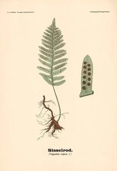 Sisselrod. (Polypodium vulgare, L.) by Olaf Alfred Hoffstad, 1899 — digital art print download