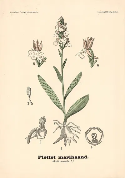 Plettet marihaand. (Orchis maculata, L.) by Olaf Alfred Hoffstad, 1899 — digital art print download