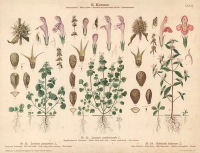 Henbit, henbit dead nettle, Red dead nettle, Red hemp-nettle by Sara Mørk, 1913 — digital art print download