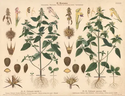 Common hemp-nettle, Downy galeopsis by Sara Mørk, 1913 — digital art print download