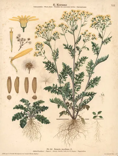 Ragwort by Sara Mørk, 1913 — digital art print download