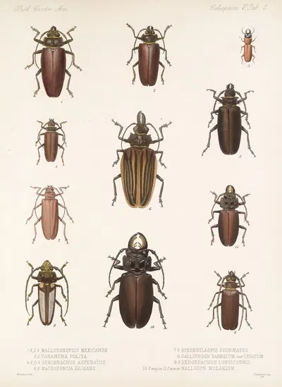 Insecta Coleoptera Pl 207 by Frederick DuCane Godman, 1879-1915 — digital art print download