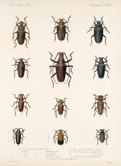 Insecta Coleoptera Pl 208 by Frederick DuCane Godman, 1879-1915 — digital art print download