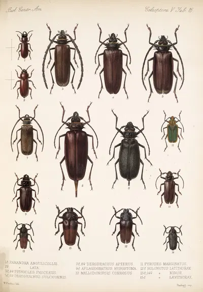 Insecta Coleoptera Pl 222 by Frederick DuCane Godman, 1879-1915 — digital art print download
