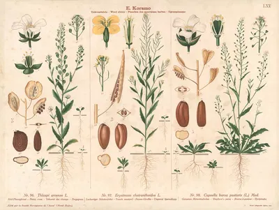 Penny Cress, Trecle mustard, Shepherd's purse by Sara Mørk, 1913 — digital art print download