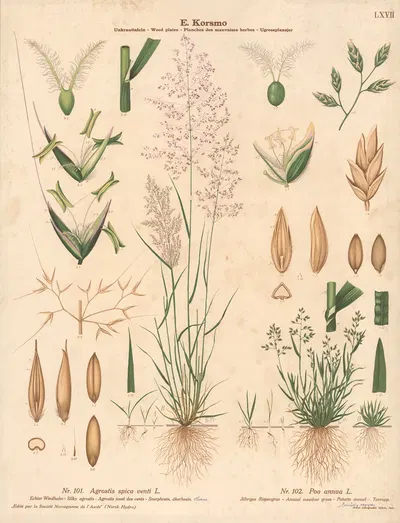 Silky agrostis, Annual meadow grass by Sara Mørk, 1913 — digital art print download