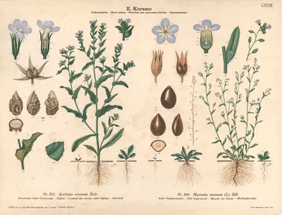 Bugloss, Field forget-me-not by Sara Mørk, 1913 — digital art print download