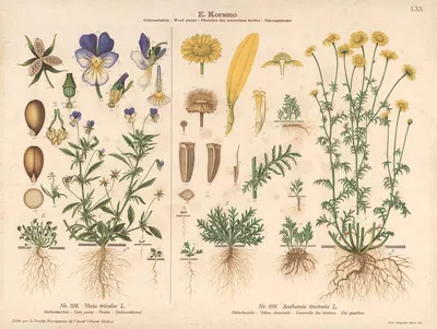 Corn pansy, Yellow chamomile by Sara Mørk, 1913 — digital art print download