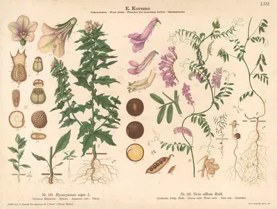 Henbane, Downy vetch, Winter vetch by Sara Mørk, 1913 — digital art print download