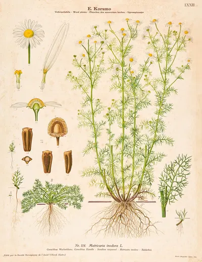 Scentless mayweed by Sara Mørk, 1913 — digital art print download