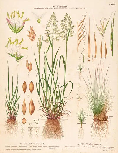 Yorkshire fog, Mat-weed by Sara Mørk, 1913 — digital art print download