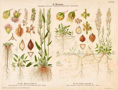 Common sorrel, Sheep's sorrel by Sara Mørk, 1913 — digital art print download