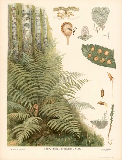 Fern by T-va I. D. Sytina, 1910 — digital art print download