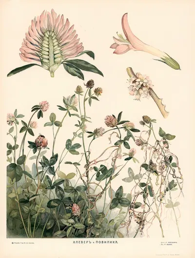 Clover by T-va I. D. Sytina, 1910 — digital art print download