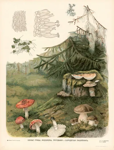 Mushrooms by T-va I. D. Sytina, 1910 — digital art print download