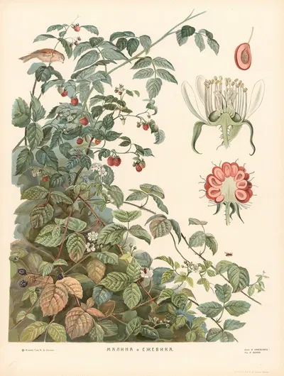 Raspberries and blackberries by T-va I. D. Sytina, 1910 — digital art print download