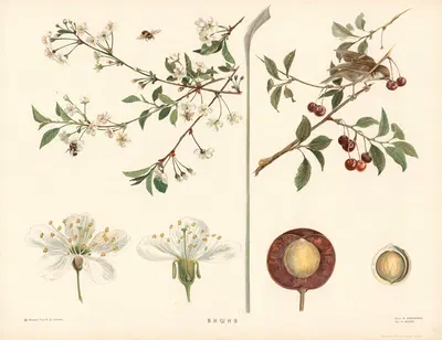 Cherry by T-va I. D. Sytina, 1910 — digital art print download