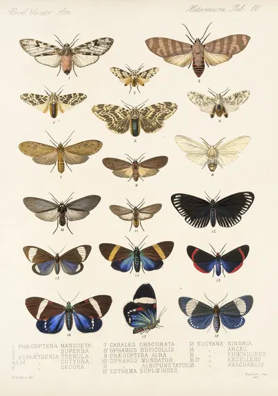 Insecta Lepidoptera-Heterocera Pl 010 by Frederick DuCane Godman, 1879-1915 — digital art print download