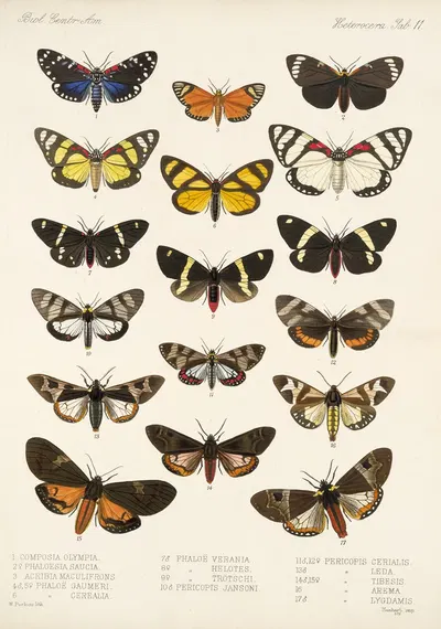 Insecta Lepidoptera-Heterocera Pl 011 by Frederick DuCane Godman, 1879-1915 — digital art print download