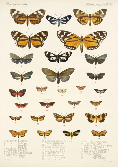 Insecta Lepidoptera-Heterocera Pl 012 by Frederick DuCane Godman, 1879-1915 — digital art print download