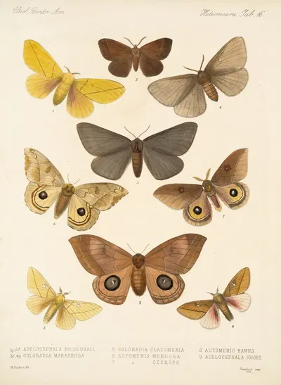 Insecta Lepidoptera-Heterocera Pl 016 by Frederick DuCane Godman, 1879-1915 — digital art print download