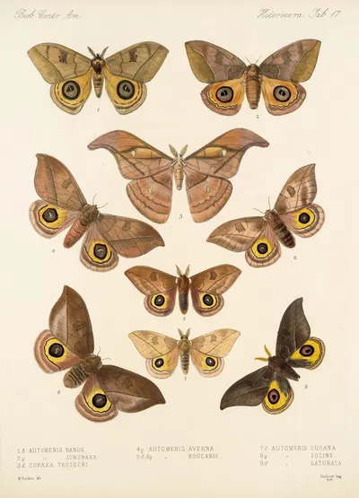 Insecta Lepidoptera-Heterocera Pl 017 by Frederick DuCane Godman, 1879-1915 — digital art print download