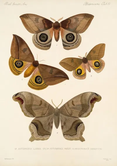 Insecta Lepidoptera-Heterocera Pl 018 by Frederick DuCane Godman, 1879-1915 — digital art print download