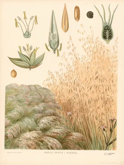 Oats by T-va I. D. Sytina, 1910 — digital art print download