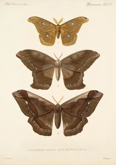 Insecta Lepidoptera-Heterocera Pl 019 by Frederick DuCane Godman, 1879-1915 — digital art print download