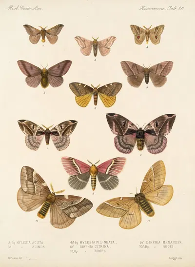 Insecta Lepidoptera-Heterocera Pl 020 by Frederick DuCane Godman, 1879-1915 — digital art print download