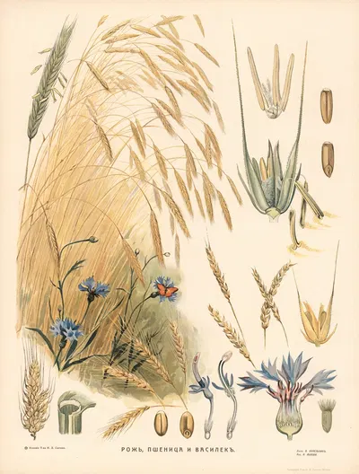 Rye by T-va I. D. Sytina, 1910 — digital art print download