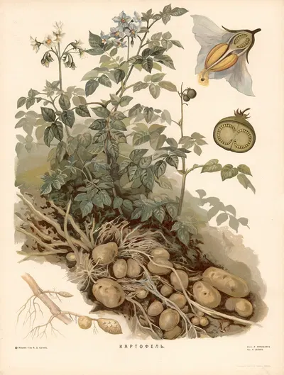 Potato by T-va I. D. Sytina, 1910 — digital art print download