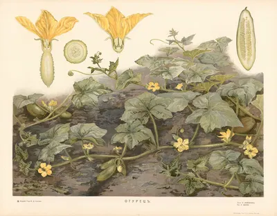 Cucumber by T-va I. D. Sytina, 1910 — digital art print download