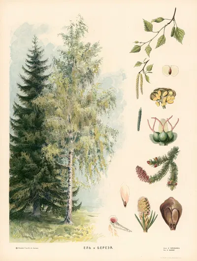 Spruce and birch by T-va I. D. Sytina, 1910 — digital art print download