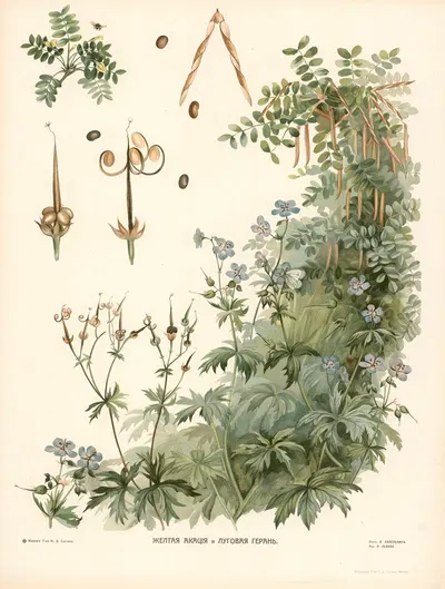 Geranium by T-va I. D. Sytina, 1910 — digital art print download