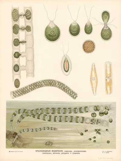 Freshwater algae by T-va I. D. Sytina, 1910 — digital art print download