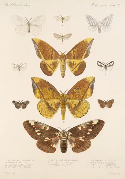 Insecta Lepidoptera-Heterocera Pl 079 by Frederick DuCane Godman, 1879-1915 — digital art print download