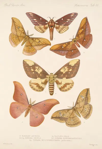 Insecta Lepidoptera-Heterocera Pl 080 by Frederick DuCane Godman, 1879-1915 — digital art print download