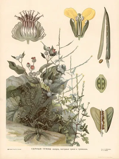 Field mustard and burdock by T-va I. D. Sytina, 1910 — digital art print download