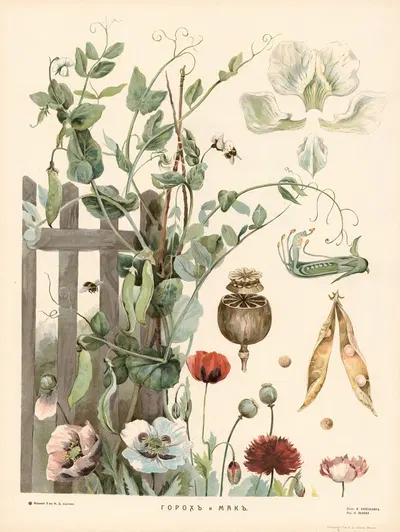 Pea and poppy by T-va I. D. Sytina, 1910 — digital art print download