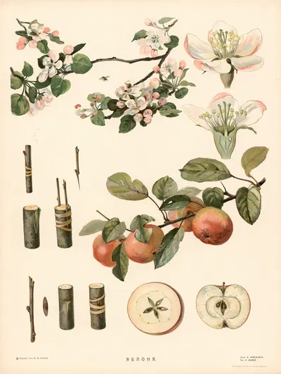 Apple by T-va I. D. Sytina, 1910 — digital art print download