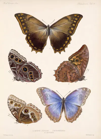 Insecta Lepidoptera-Rhopalocera Pl 011 by Frederick DuCane Godman, 1879-1915 — digital art print download