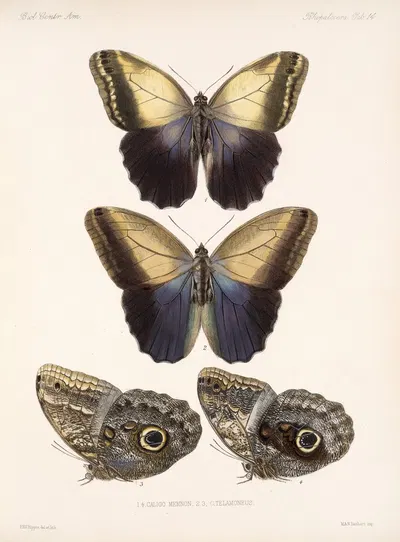 Insecta Lepidoptera-Rhopalocera Pl 014 by Frederick DuCane Godman, 1879-1915 — digital art print download