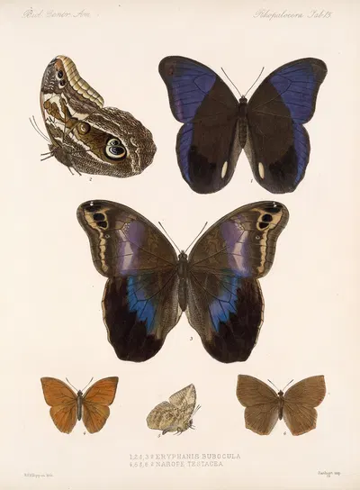 Insecta Lepidoptera-Rhopalocera Pl 015 by Frederick DuCane Godman, 1879-1915 — digital art print download